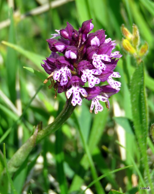 Neotinea xdietrichiana ( Neotinea tridentata x N. ustulata )