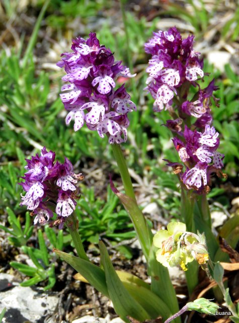 Neotinea xdietrichiana ( Neotinea tridentata x N. ustulata )