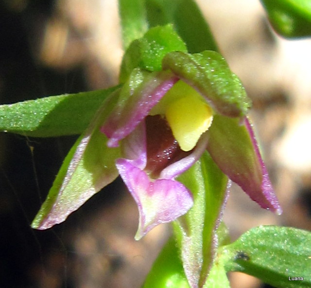 Epipactis placentina