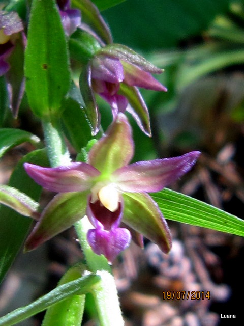 Epipactis placentina