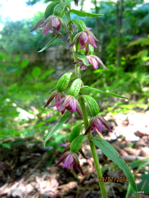 Epipactis placentina