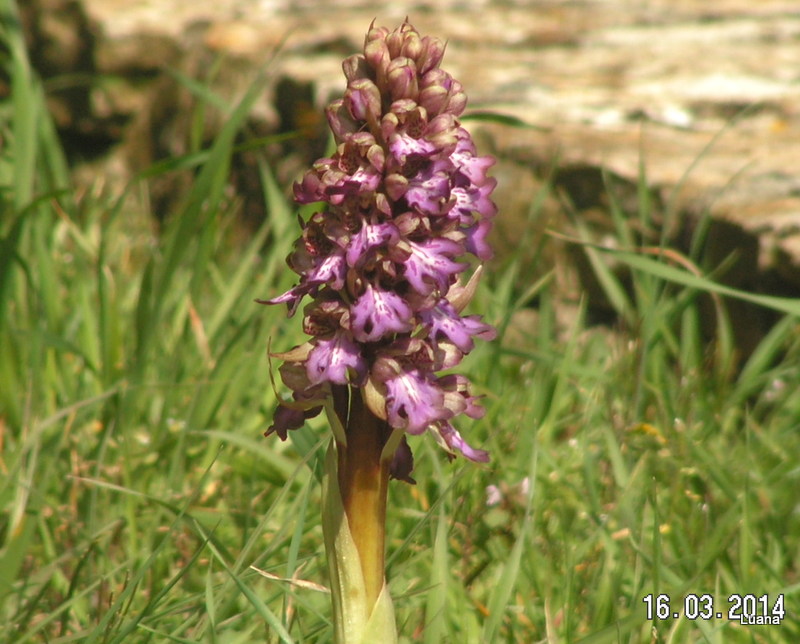 La Barlia di Campiglia