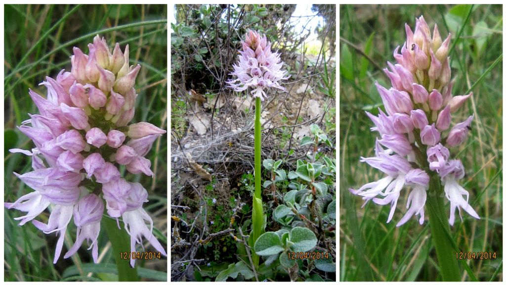 Orchis italica / Orchidea italiana