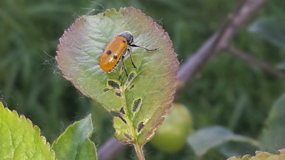 Lachnaia italica (cf.)