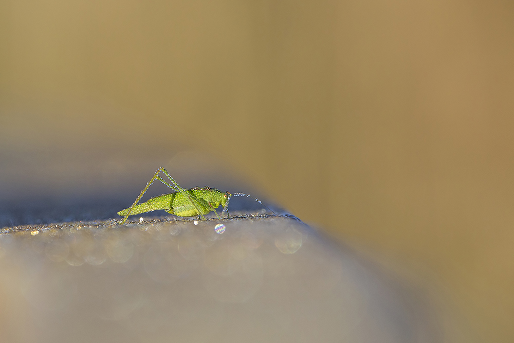 Phaneroptera sp., maschio