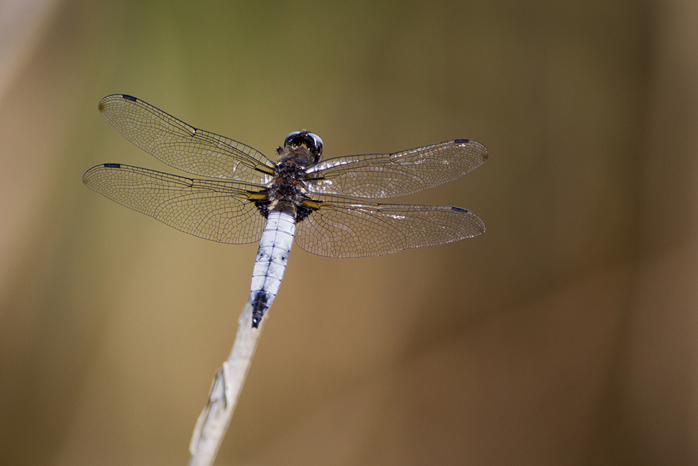 Libellula da identificare 1: Libellula fulva