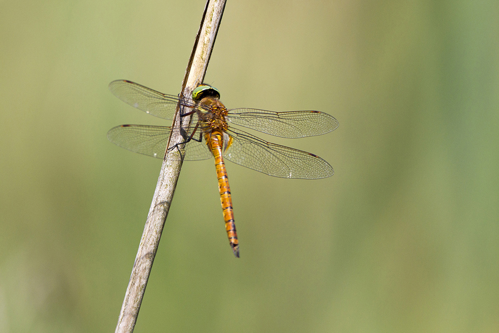 Libellula da identificare 2: Aeshna isosceles