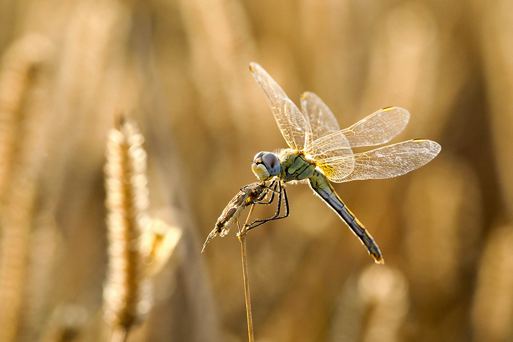 Riconoscimento specie: Sympetrum fonscolombii