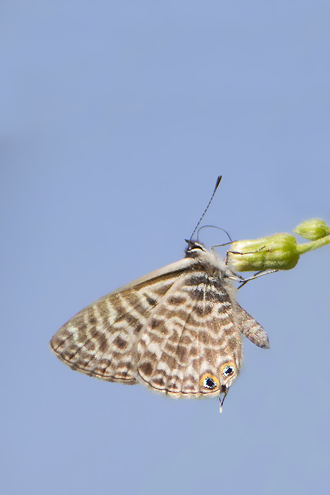 Riconoscimento specie - Leptotes pirithous, Lycaenidae