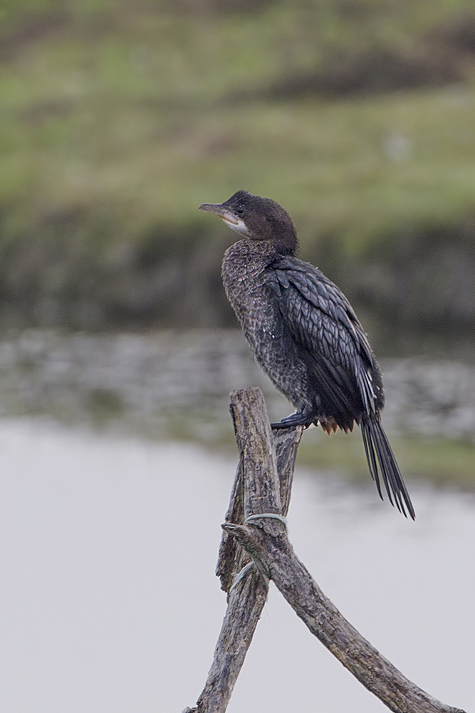 Marangone minore / Phalacrocorax pygmeus