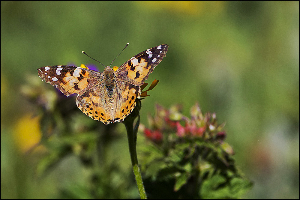 Identificazione specie: Vanessa cardui e Euphydryas debilis