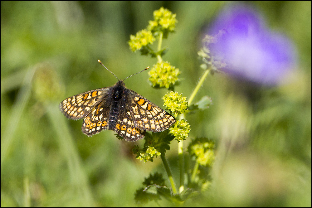 Identificazione specie: Vanessa cardui e Euphydryas debilis