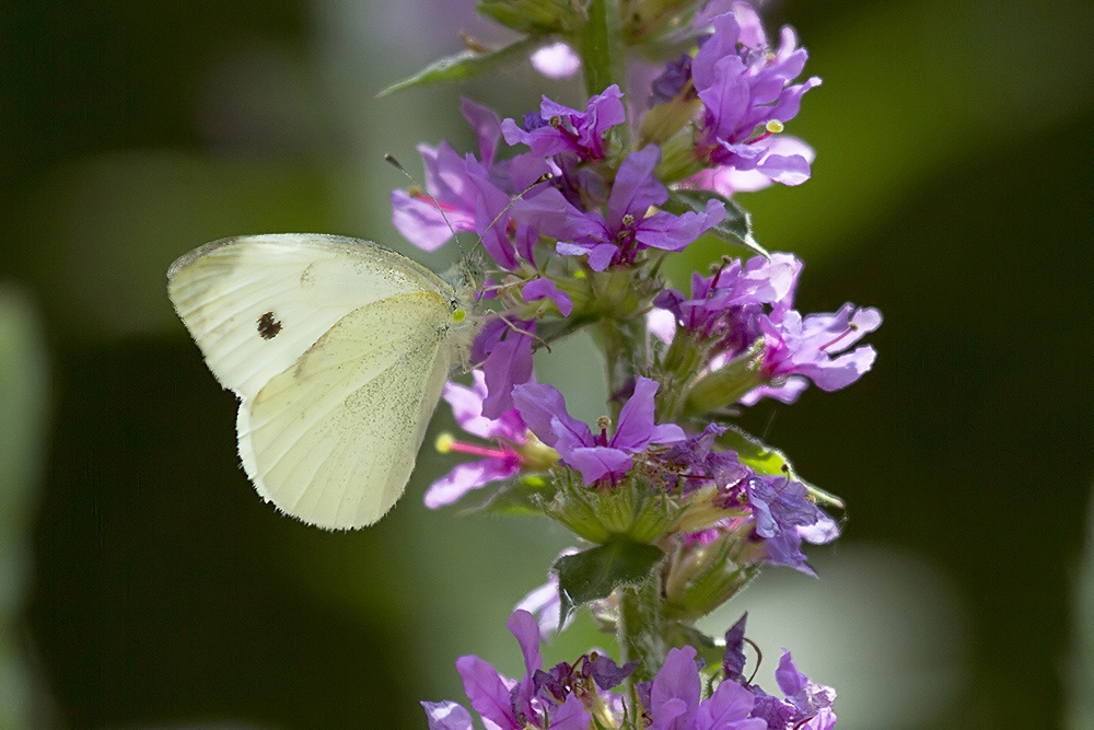 Riconoscimento specie - Pieris rapae