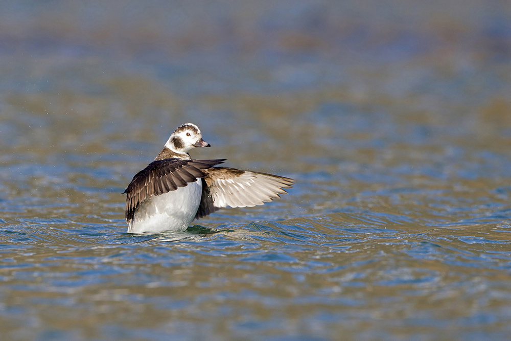 Primizie di stagione:  Moretta codona (Clangula hyemalis)