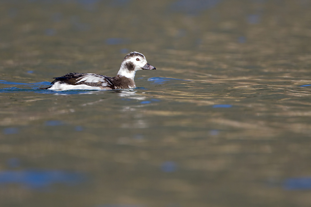 Primizie di stagione:  Moretta codona (Clangula hyemalis)