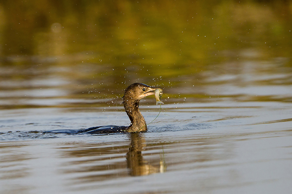 Marangone minore / Phalacrocorax pygmeus