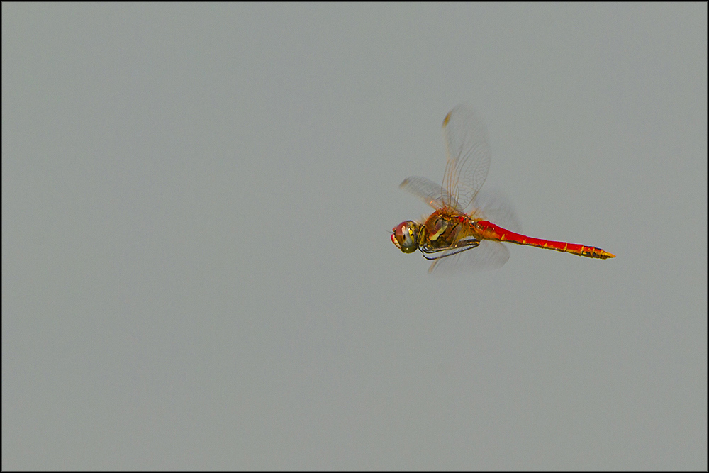 maschio di Sympetrum fonscolombii