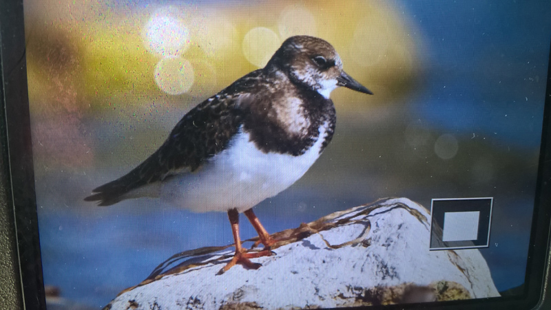 Voltapietre (Arenaria interpres) e Piovanello pancianera (Calidris alpina)