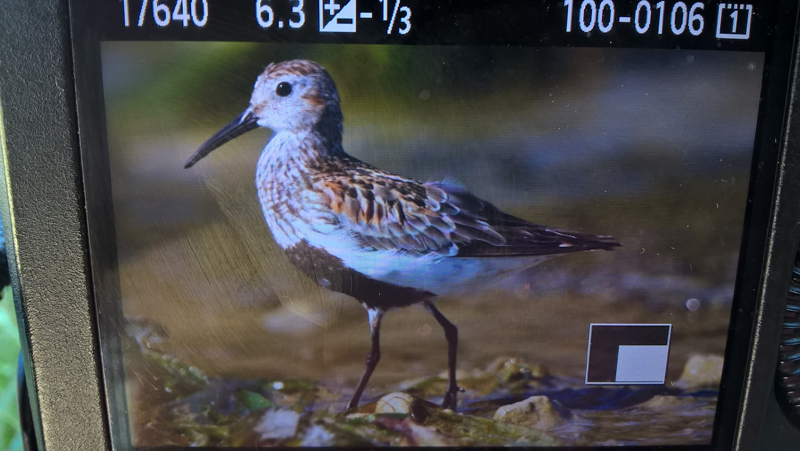 Voltapietre (Arenaria interpres) e Piovanello pancianera (Calidris alpina)