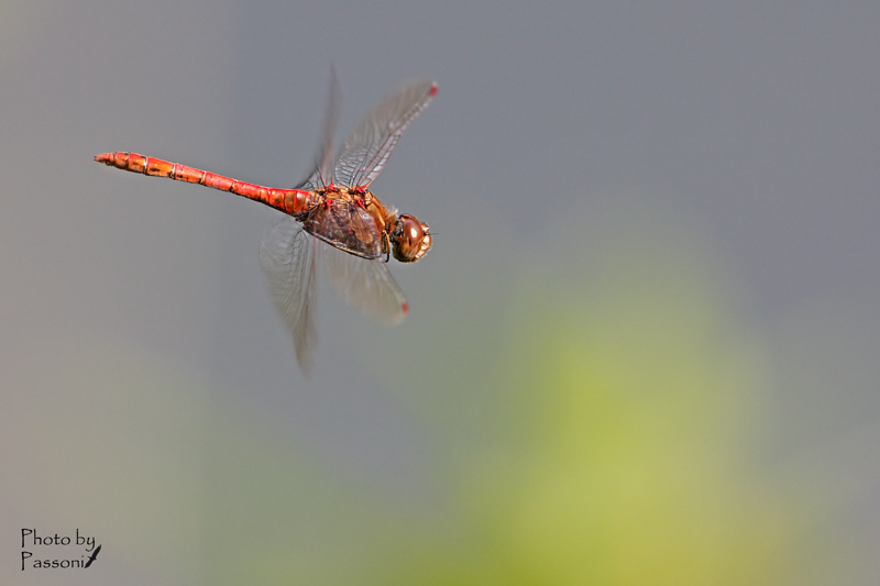 Sympetrum striolatum