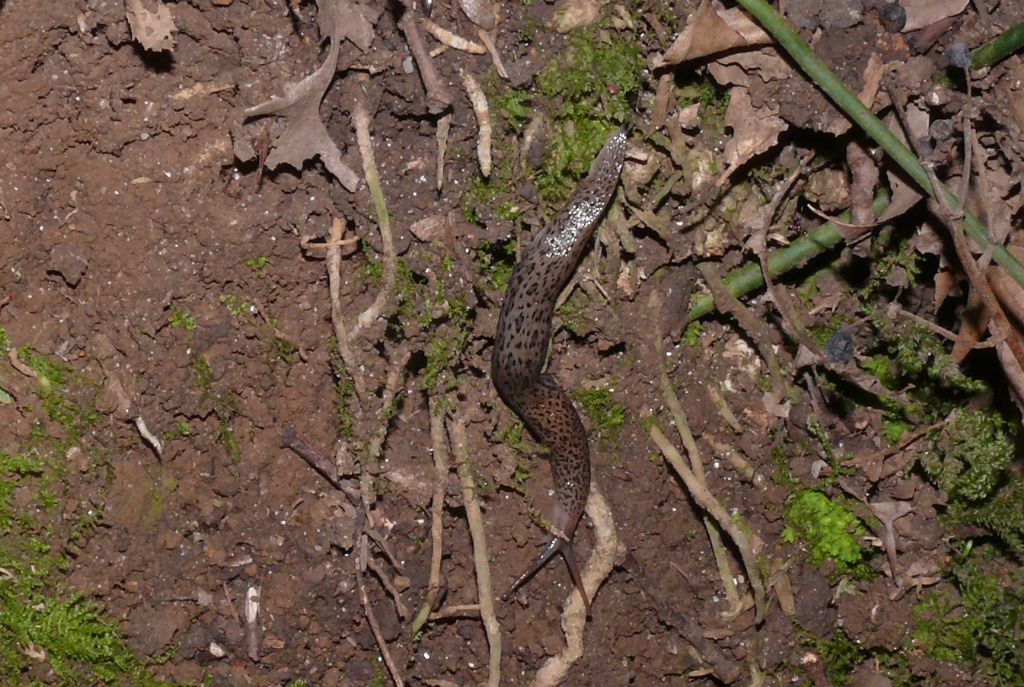 limax 4 (Limax maximus?)