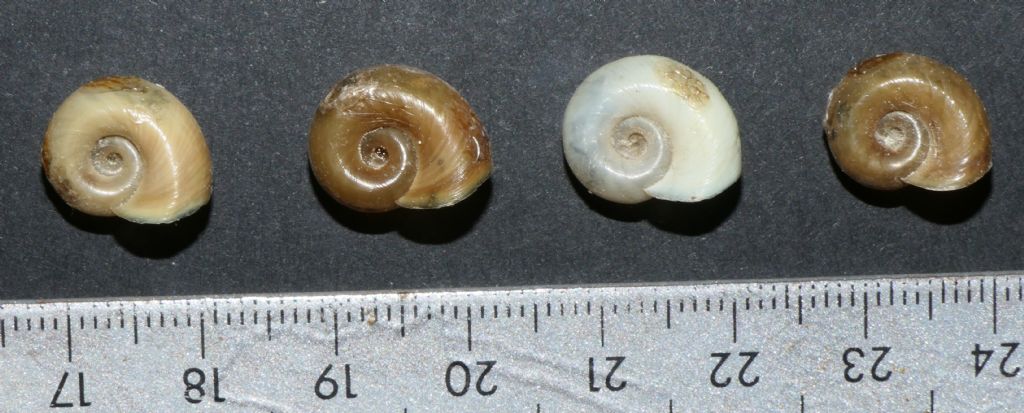 Planorbarius corneus