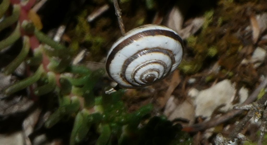 Cernuella cisalpina?