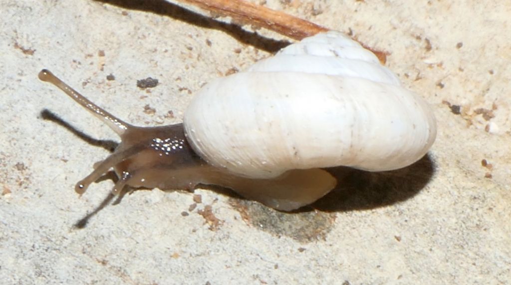 Cernuella cisalpina?