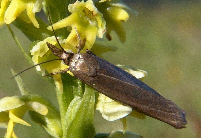 Crambidae - Chrysoteuchia culmella ?