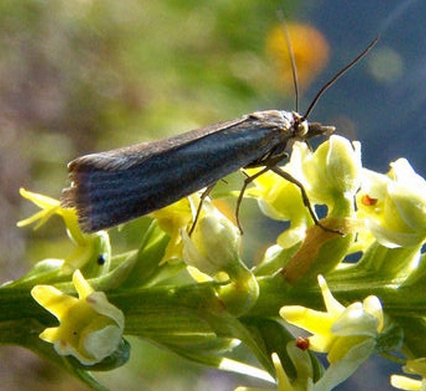 Crambidae - Chrysoteuchia culmella ?