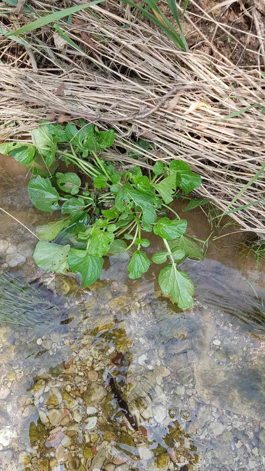 Pianta senza fiori