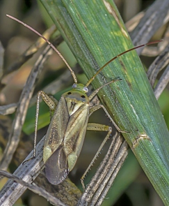 Adelphocoris lineolatus