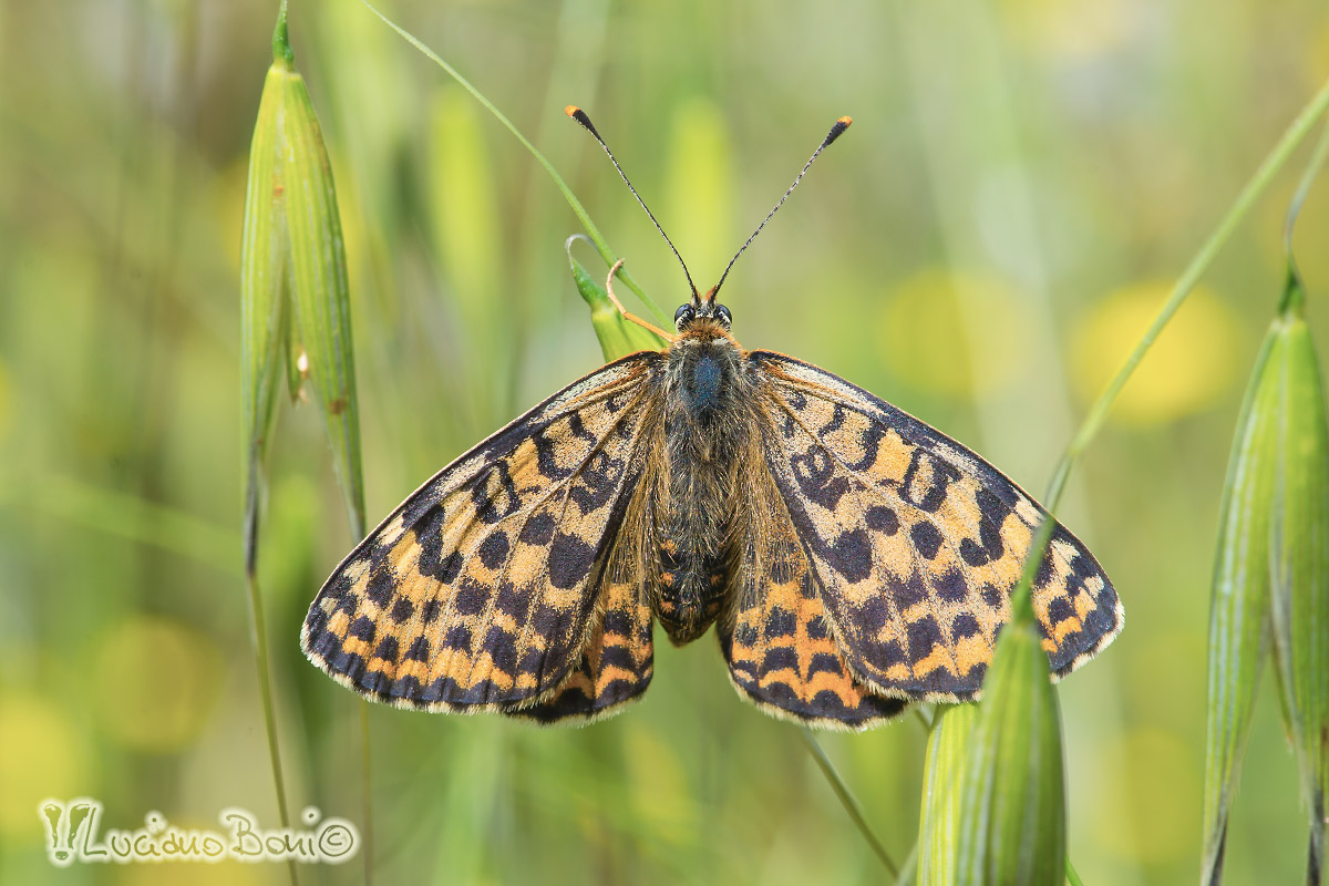 Melitaea athalia o Melitaea didyma? M. didyma