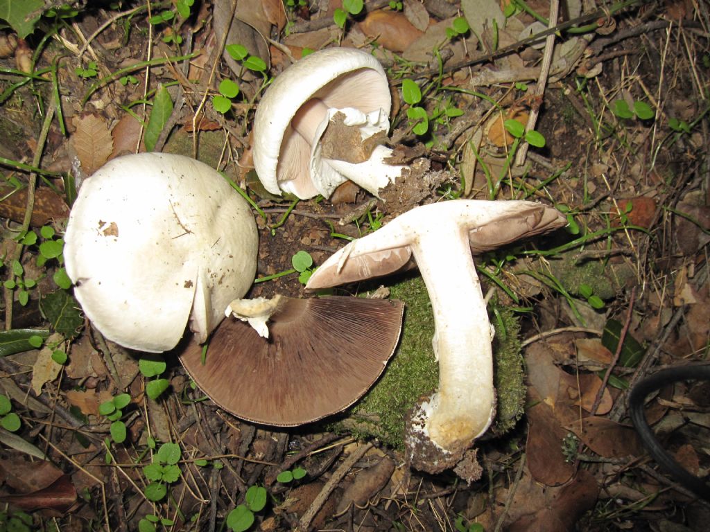 2 Agaricus