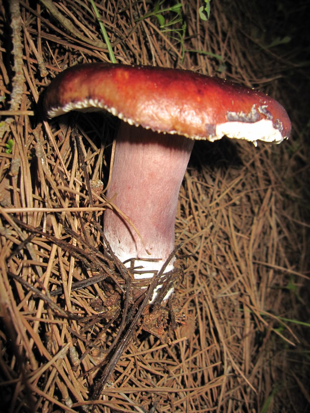 Russula torulosa?