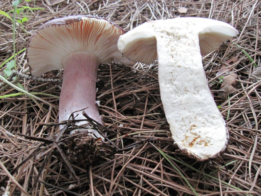 Russula torulosa?