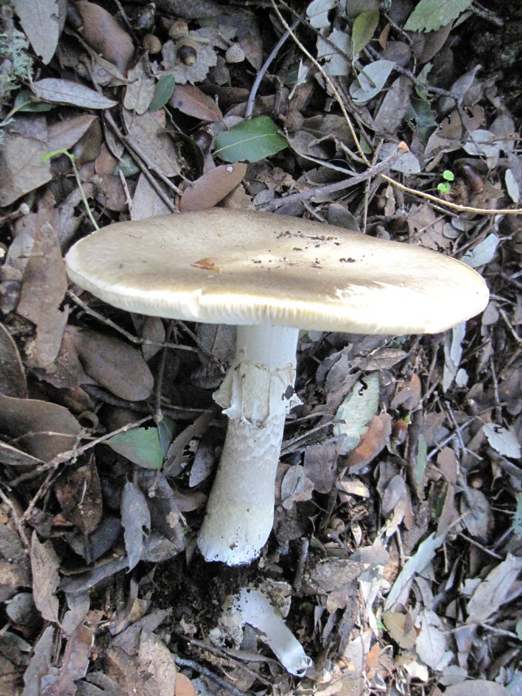 Amanita falloide?