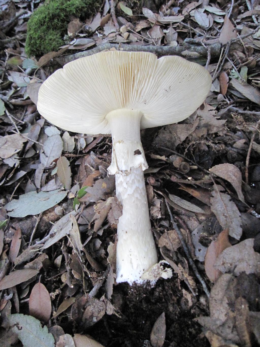 Amanita falloide?