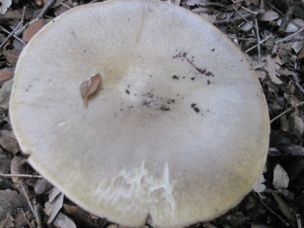 Amanita falloide?