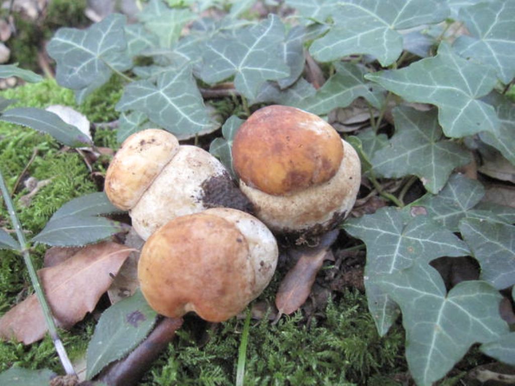 Boletus edulis?