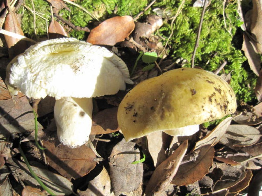 Boletus edulis?