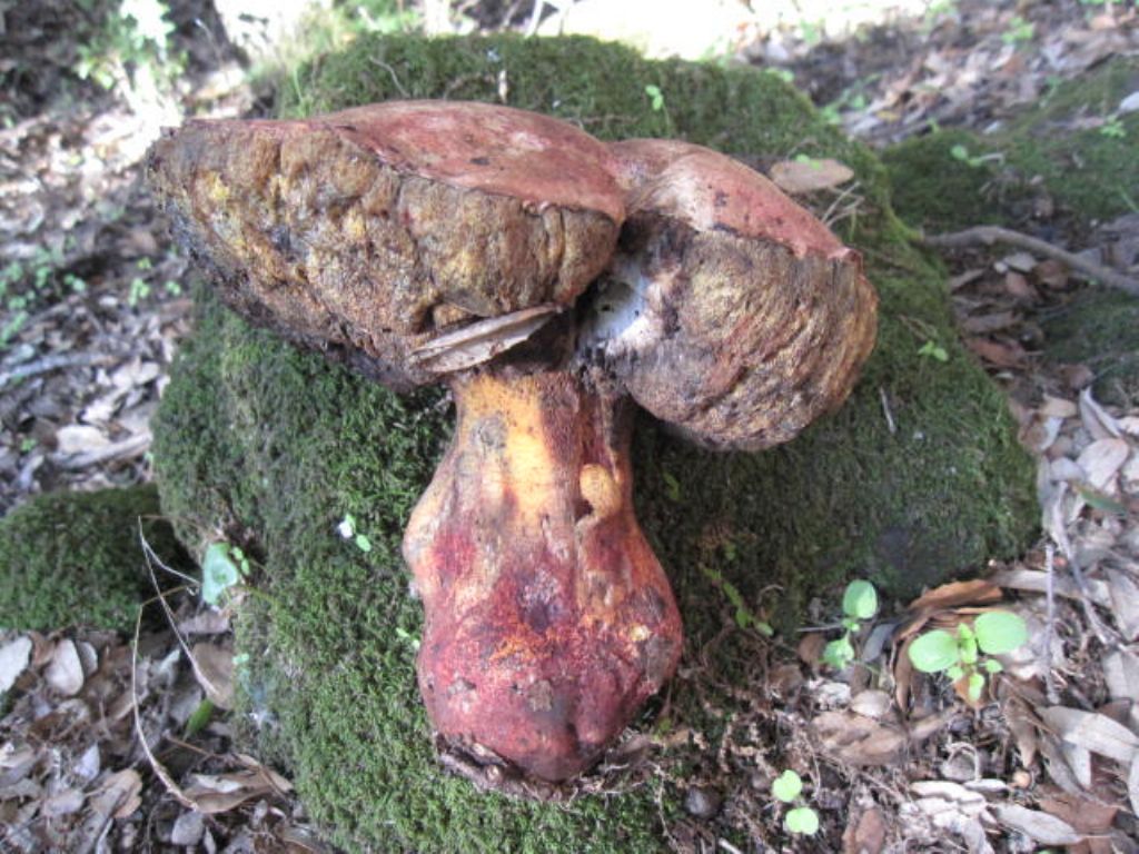 Boletus edulis?