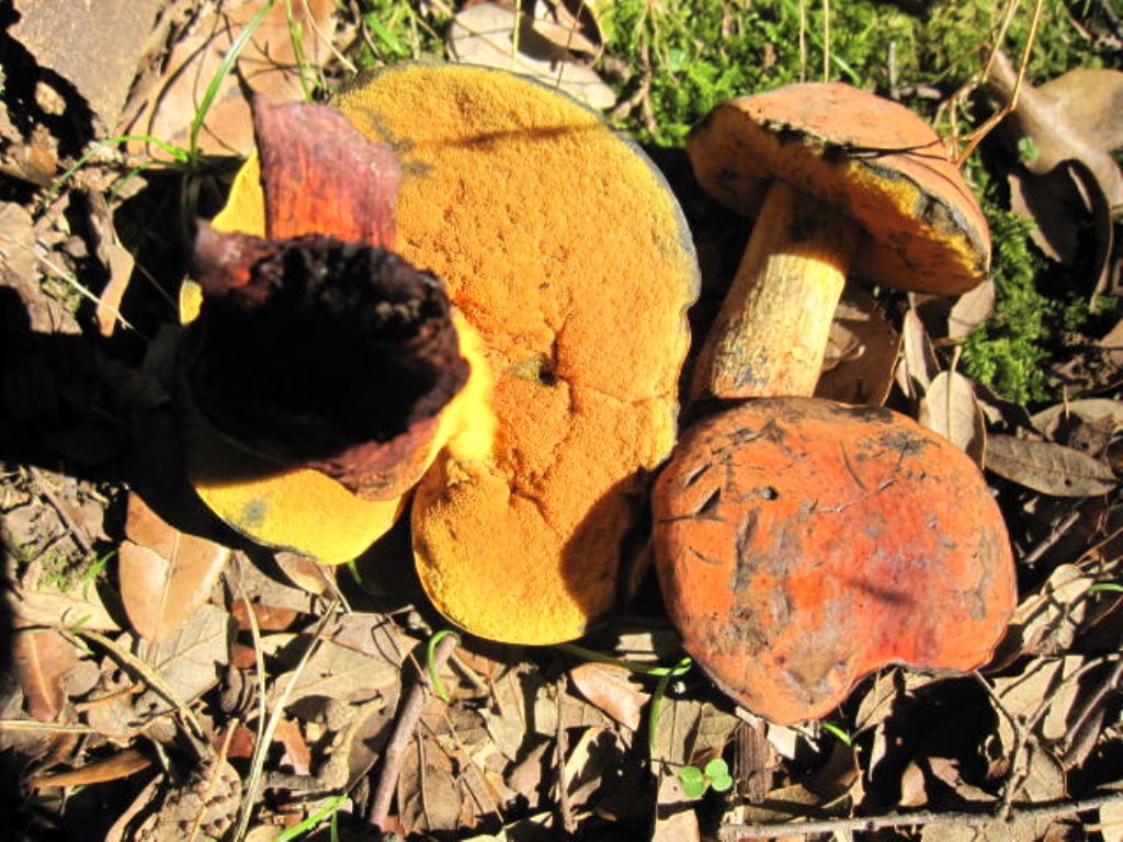 Boletus edulis?