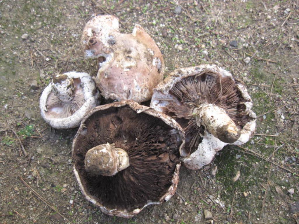 ariet Agaricus campestris?