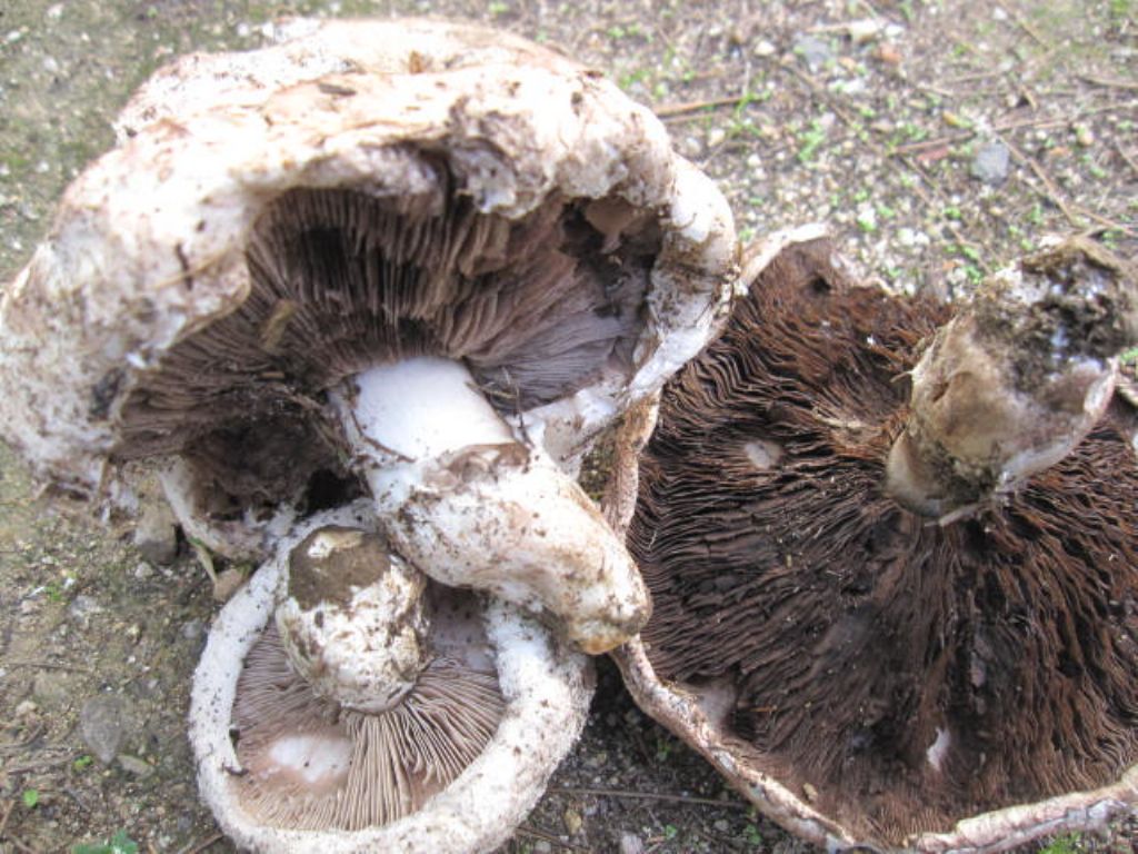 ariet Agaricus campestris?