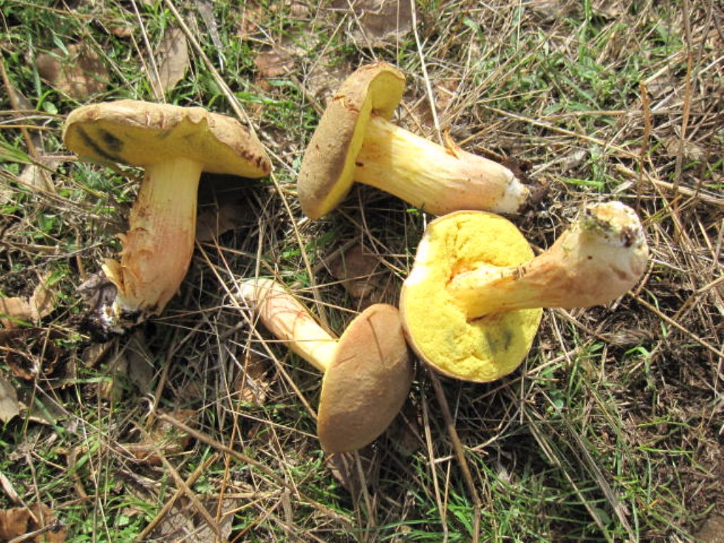 Boletus