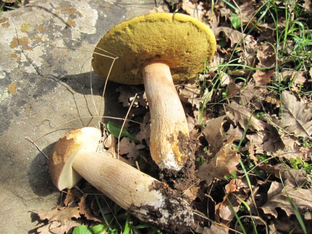 Boletus