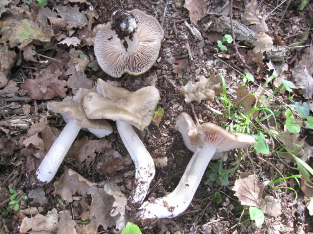 Boletus