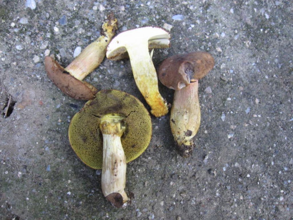 Boletus