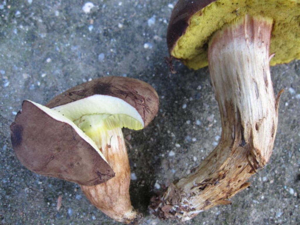 Boletus